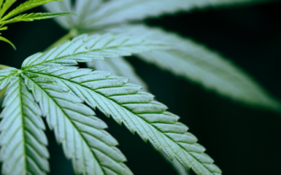 What Employers Should Know About Marijuana Rescheduling and Drug Testing